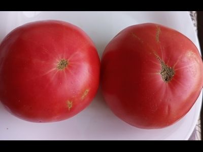Томат Царский подарок