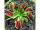 Dionaea muscipula Sawtooth