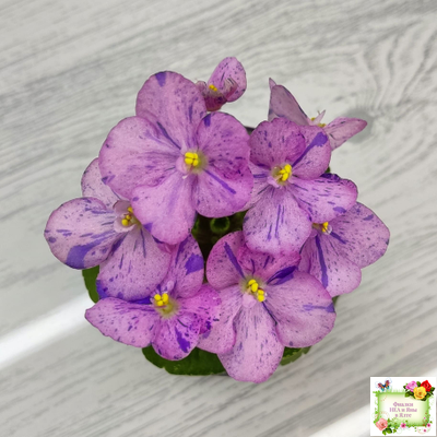 Shirl's Pip Squeak (S.Sanders) 10/14/2005 (пестролистный гёрл)