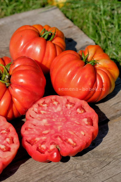 Томат Гигант Фарина, 10 шт