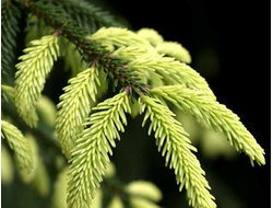 Ель восточная Aureospicata, C5