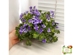 Biscayne Trail (S.Williams) трейлер