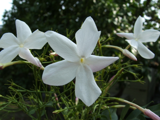 Жасмин крупноцветковый (Jasminum grandiflorum) абсолю (1 г)