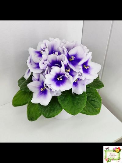 ЛЕ-Мятная Прохлада (Е. Лебецкая) 2019 г.