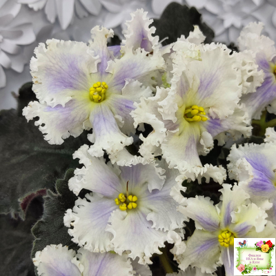 РМ-Золотой Берилл (Н.Скорнякова)