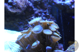 Палитоя. Морской аквариум.