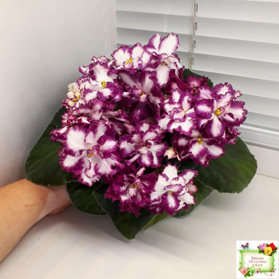 ВаТ-Волшебная Сказка (Т.Валькова) 2019 г.