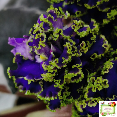 ЕК-Кудри Посейдона (Е.В. Коршунова) 2017 г. (лист посажен 01.11.25)