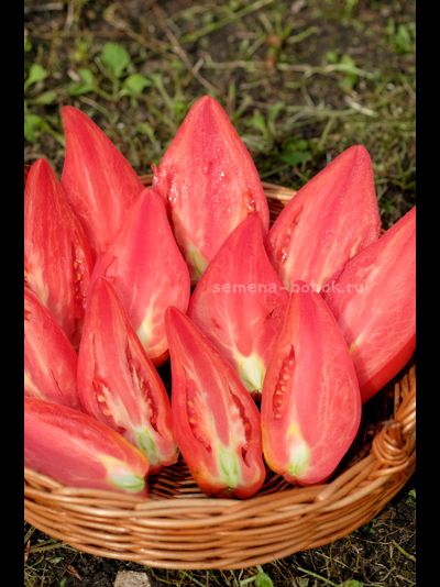 Томат Тюльпан Розовый, 5 шт