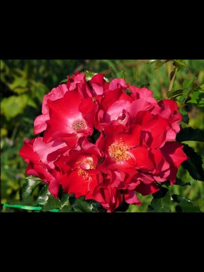 Дортмунт (Dortmund)