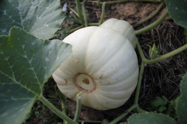 Тыква баттернат