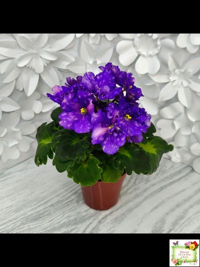 ДВ-Мегавольт (Д. Лягина) 2023 г. (гёрл-листва)