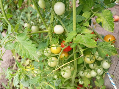 Томат черри Спокуса (Spocusa). Польша