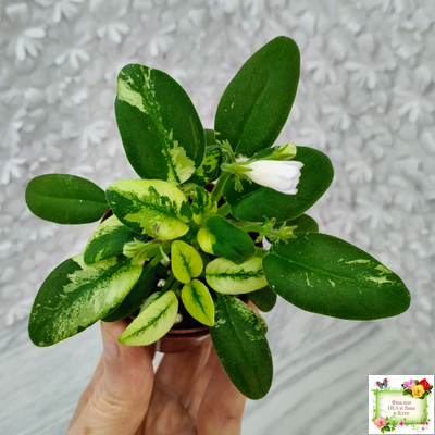 ГЕА-Я Подарю Вам Ландыши химера по листу трейлер