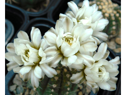 Gymnocalycium ragonesei mini - 5 семян