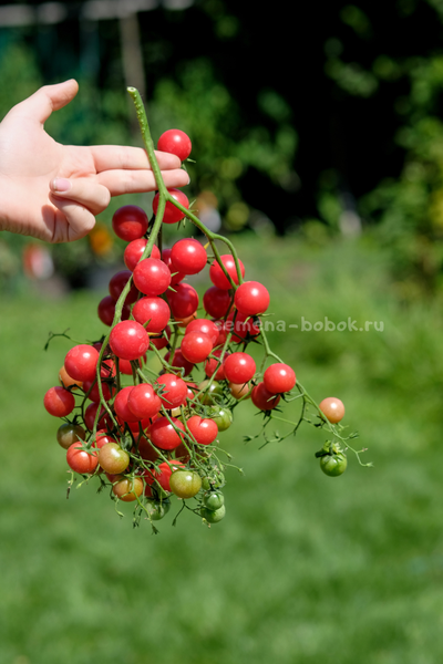 Томат Rose Quartz Multiflora (Розовый Кварц Мультифлора), 10 шт