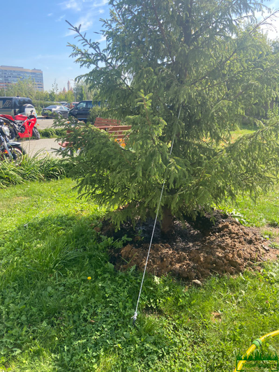 Анкер для растяжки деревьев 50 см.