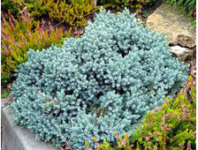 Можжевельник чешуйчатый Blue Star (цена: от 1500 руб)