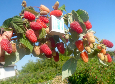 Малина ремонтантная Брянское диво