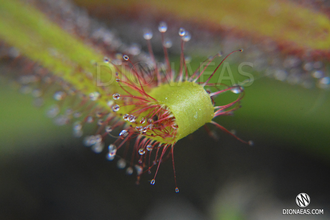 Drosera "Capensis var. Rubra"