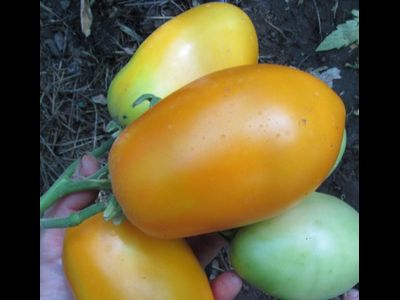 Томат Стаканы оранжевые минусинские