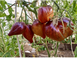 Томат Сладкая карамель Софии