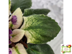 ЛЕ-Глинтвейн (Е. Лебецкая) 2019 г.