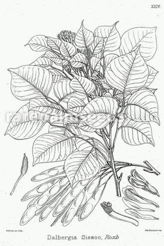 Розовое дерево индийское (Dalbergia sissoo) - 100% натуральное эфирное масло