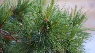 Гидролат Сосна обыкновенная (Pinus sylvestris) 100 мл