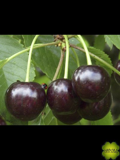 Дюк вишня+черешня "Ночка" (низкорослая, саженец 3 года)