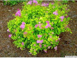 Спирея Голдмаунд - Goldmound