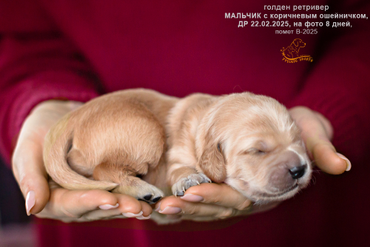 Мальчик с КОРИЧНЕВЫМ ошейничком, 8 дней
