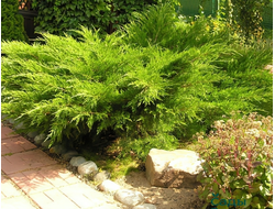 Можжевельник средний Mint Julep, C2