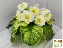 ЛЕ-Золото Нибелунгов Голд  (Е. Лебецкая) 2020 г.