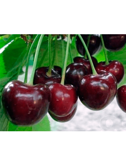 Черешня Регина