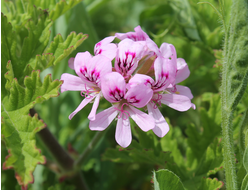 Герань (Pelargonium graveolens), Египет, цветки (5 мл) - 100% натуральное эфирное масло