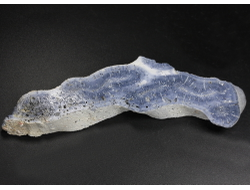 Коралл голубой Акори, Австралия (119*30*13 мм, 51 г) №37709