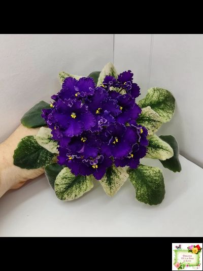 ЛЕ-Константин (Е. Лебецкая) 2019 г.