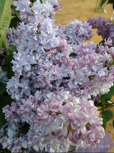 Московский Университет