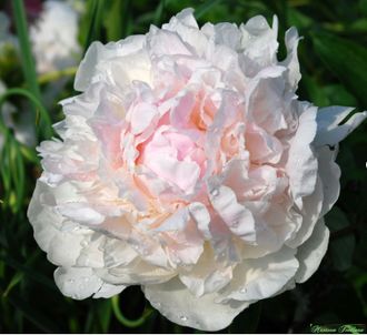 Paeonia Marilla Beauty