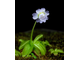 Pinguicula Primuliflora Rose - Пингвикула примулофлора розе, жирянка роза