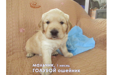 1 мес. Мальчик ГОЛУБОЙ ошейничек