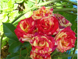 Файр флеш, (Fire Flash), Interplan, спрей.