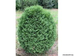 Туя Хозери - Hoseri