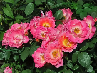 Герцогиня Фредерика (Herzogin Friederike) роза