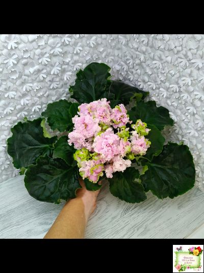 ЛЕ-Денди (Е. Лебецкая) 2011 г.