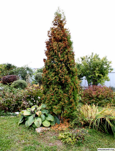 Туя Бробекс Тауэр - Brobeck's Tower