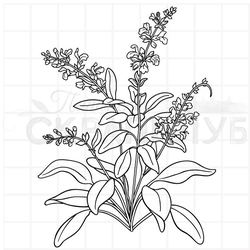 Штамп шалфей