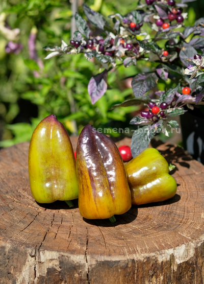 Перец сладкий Синильга, 10 шт