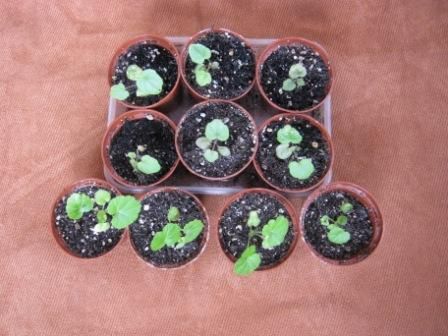 сеянцы пеларгонии